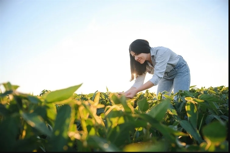 Nano Fungicide